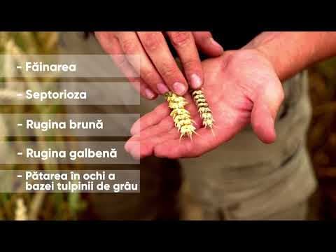 Verben™ - fungicidul NR 1 din T1!