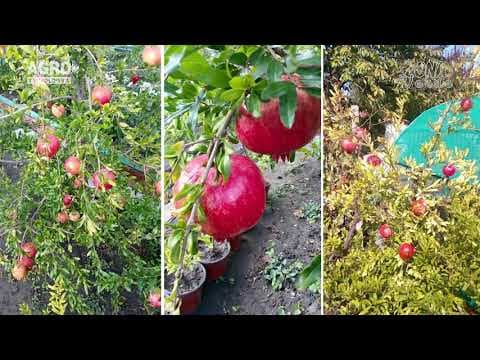 Zona Verde- Află ce soiuri de flori se cresc în Moldova
