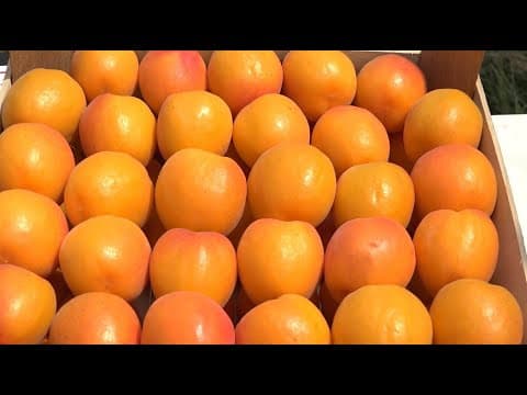 CUM CREȘTEM CAISE PENTRU EXPORT