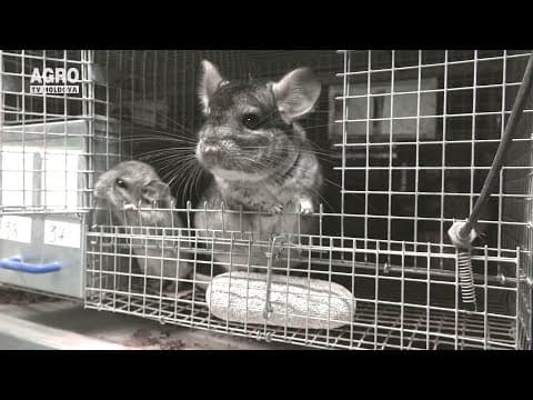 Chinchilla Okey - prima și unica fermă autorizată cu ciclu complet din Republica Moldova