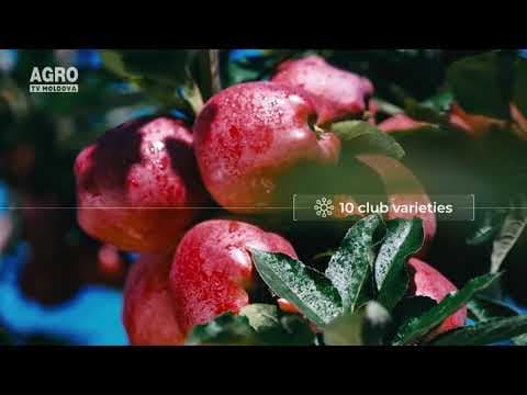 Tot mai multe certificări GLOBALG.A.P. în Moldova