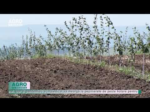De ce scad suprafețele plantate cu livezi