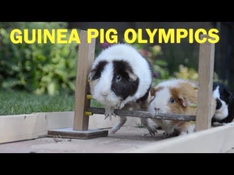 ALTFEL de jocuri olimpice