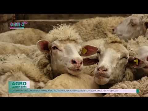Compensații de 150 de euro pentru fermierii greci care au pierdut ovine din cauza pestei micilor rumegătoare