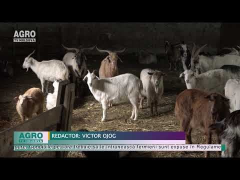 Câți bani dau guvernanții pe animale