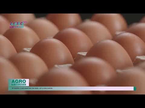 Primul producător din Moldova a obținut dreptul de export pentru ouă în UE