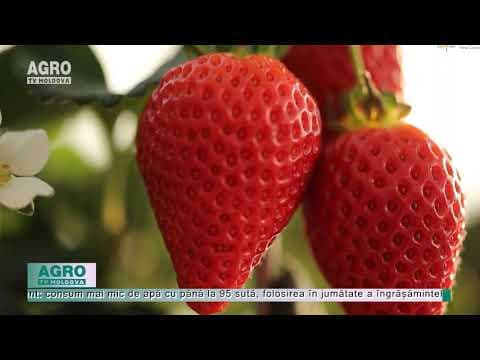 VIDEO/Producție dublă de căpșuni, datorită tehnologiilor moderne