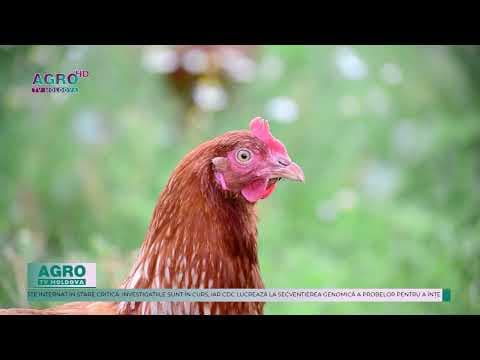 Gripa aviară revine: Primul Gripa aviarde gripă aviară H5N1 în SUA
