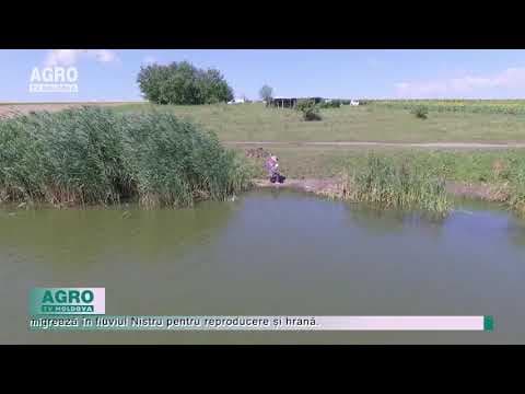 Undă verde la pescuit