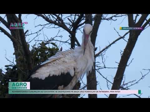 În Republica Moldova se desfășoară Recensământul cuiburilor de cocostârc, care este organizat o dată la 10 ani