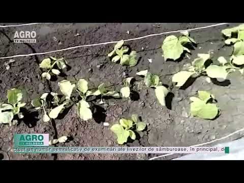 Compensăm sau asigurăm agricultura?
