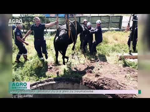 Fiți prudenți și cu animalele