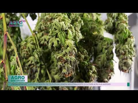 Cultivarea cânepii industriale în Republica Moldova ar avea numeroase beneficii pentru agricultori și economie