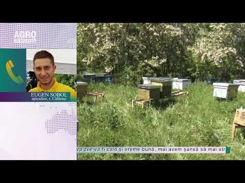 Din cauza vremii, va fi mai puțină miere de salcâm