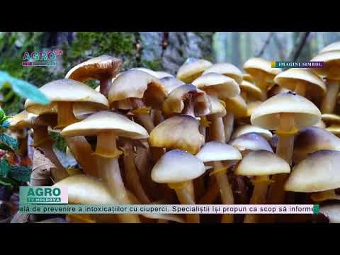 Atenție, pericol sporit de intoxicare cu ciuperci!