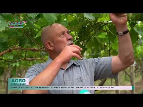 În majoritatea zonelor din țară vița de vie se află în faza finală de înflorire. Ce lucrări recomandă specialiștii în perioada respectivă