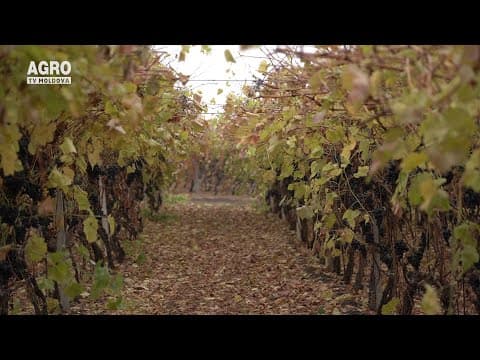 Cum obținem certificatul fitosanitar? Ce trebuie să știți despre etichetarea produselor la export?