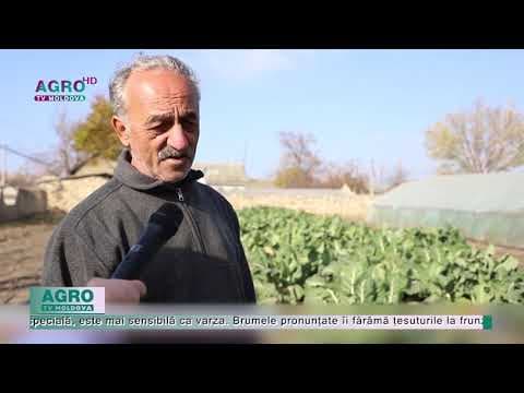 Varză ca la Cașunca nu găsești în toată Moldova