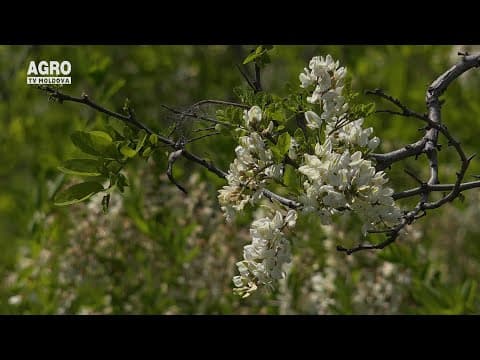 Prietenii lui Cucoș - Apicultura terapeutică