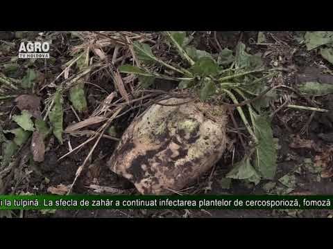 AGRO TV News - 05. 09. 2019