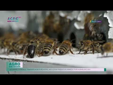 Albinele, afectate semnificativ de căldură. Ce pot întreprinde apicultorii
