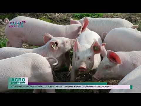 Încă două cazuri de pestă porcină, înregistrate în nordul țării