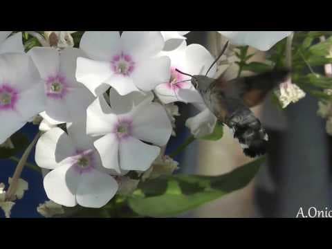 Avem colibri în Republica Moldova?