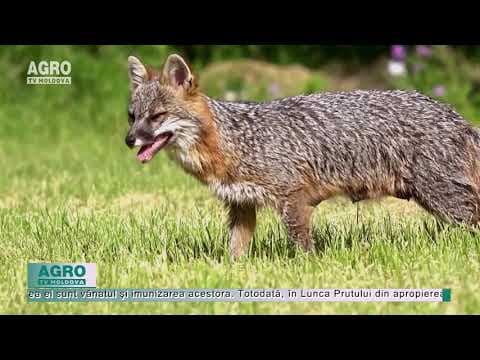 Un caz de rabie în Moldova