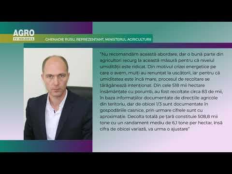 Doar 16 la sută din suprafețele cu porumb au fost recoltate