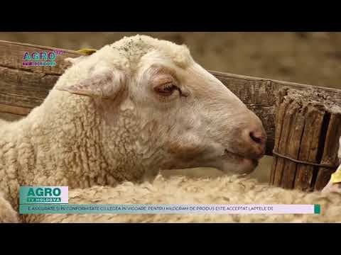 MAIA reamintește că perioada de depunere a cererilor pentru acordarea plăților directe în sectorul zootehnic este în plină desfășurare