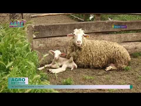 Pesta micilor rumegătoare se extinde în România: Cinci focare noi în mai multe localități