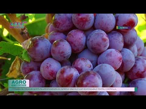 ANSA reamintește despre obligațiile producătorilor și procesatorilor de vin