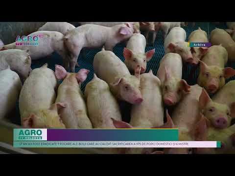 Pesta porcină africană afectează de mai mulți ani fermierii și animalele din țară