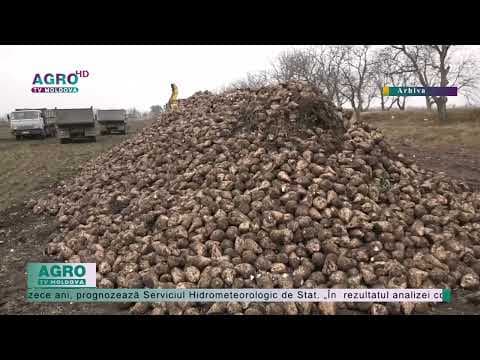 Recolta de sfeclă de zahăr va fi la cel mai redus nivel din ultimii 10 ani