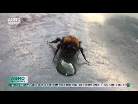 VIDEO/Albine dresate să detecteze bolnavii de COVID