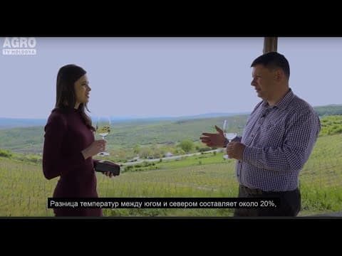 Are cea mai înaltă plantație de viță-de-vie din Moldova