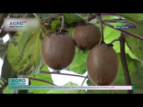 Grădină exotică la Drochia: fructe rare în curtea unui antreprenor
