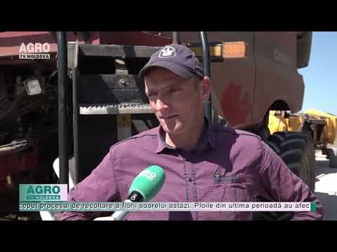A fost dat startul recoltării florii soarelui