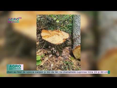 Pădurar acuzat în defrișarea ilegală a arborilor / FOTO
