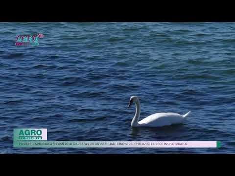 O lebădă albă, specie protejată, eliberată după o tentativă ilegală de vânzare
