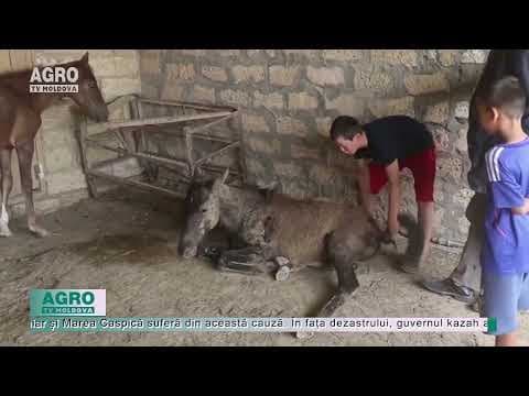 (VIDEO) Kazahstan: sute de cai au murit de foame și de sete, acum se descompun în stepa fierbinte