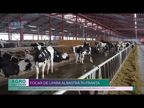 Un focar de limba albastră a fost raportat la o fermă din Franța