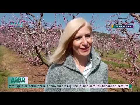 Au sărbătorit primăvara prin culoare, în Grecia