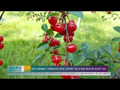 Nici drumul vișinelor spre export nu e mai bun în acest an