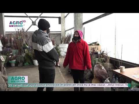 În acest an, vânzările la material săditor au scăzut cu 50 %