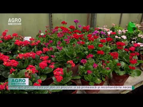 Cumpărați flori din serele Grădinii Botanice