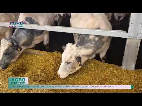 ANSA accentuează necesitatea supravegherii stării de sănătate a animalelor domestice și sălbatice