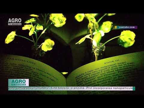 Iluminările electrice ar putea fi înlocuite de plante