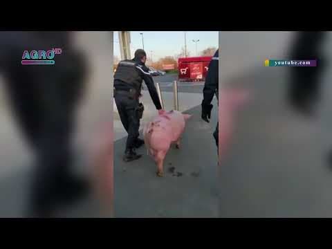 Porcul unor români, confiscat de jandarmerii francezi / VIDEO