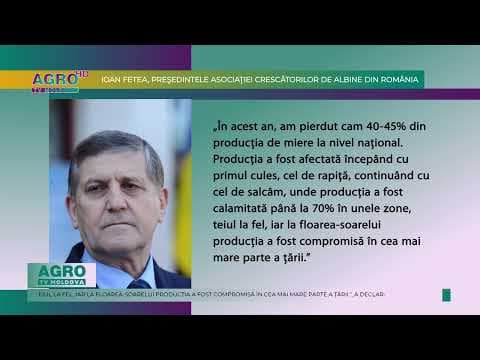 Apicultorii români solicită autorităţilor sprijin financiar de 10 euro per familie de albine